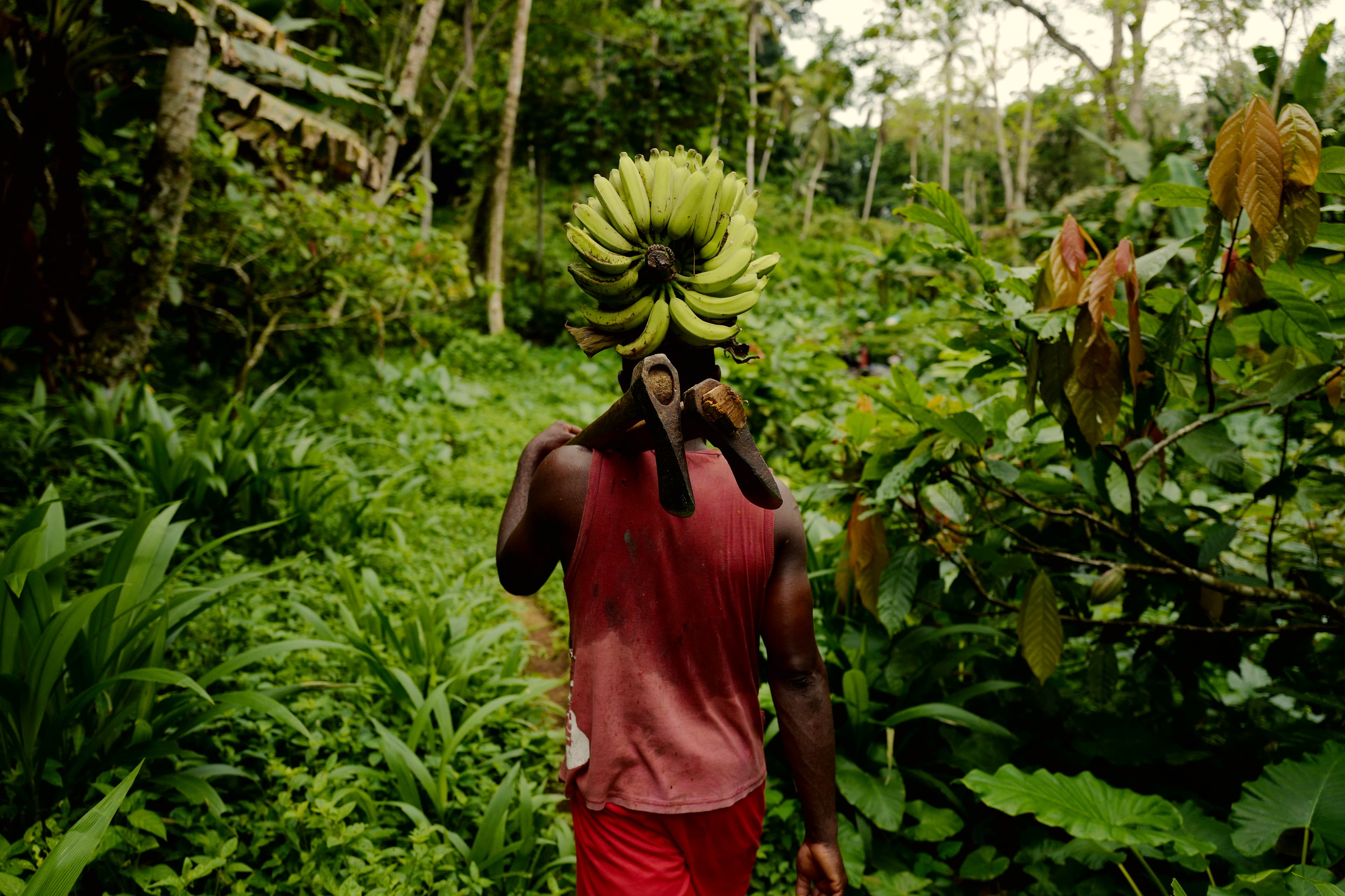 A man seen from behind walking through greenery, surrounded by many plants, carrying two axes over his shoulder and a bunch of bananas on his head