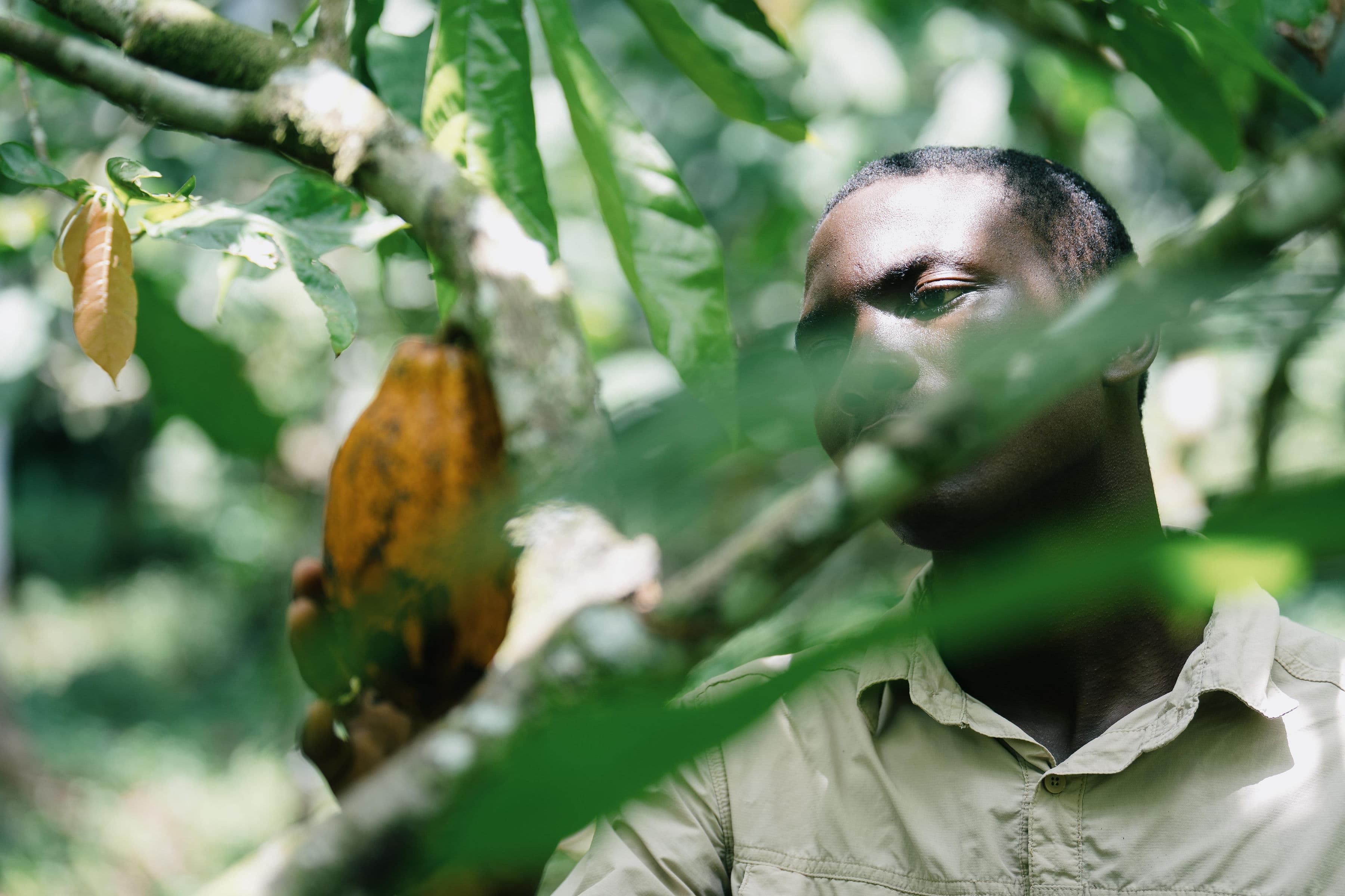 Man standing in dense tropical foliage, observing a cacao pod