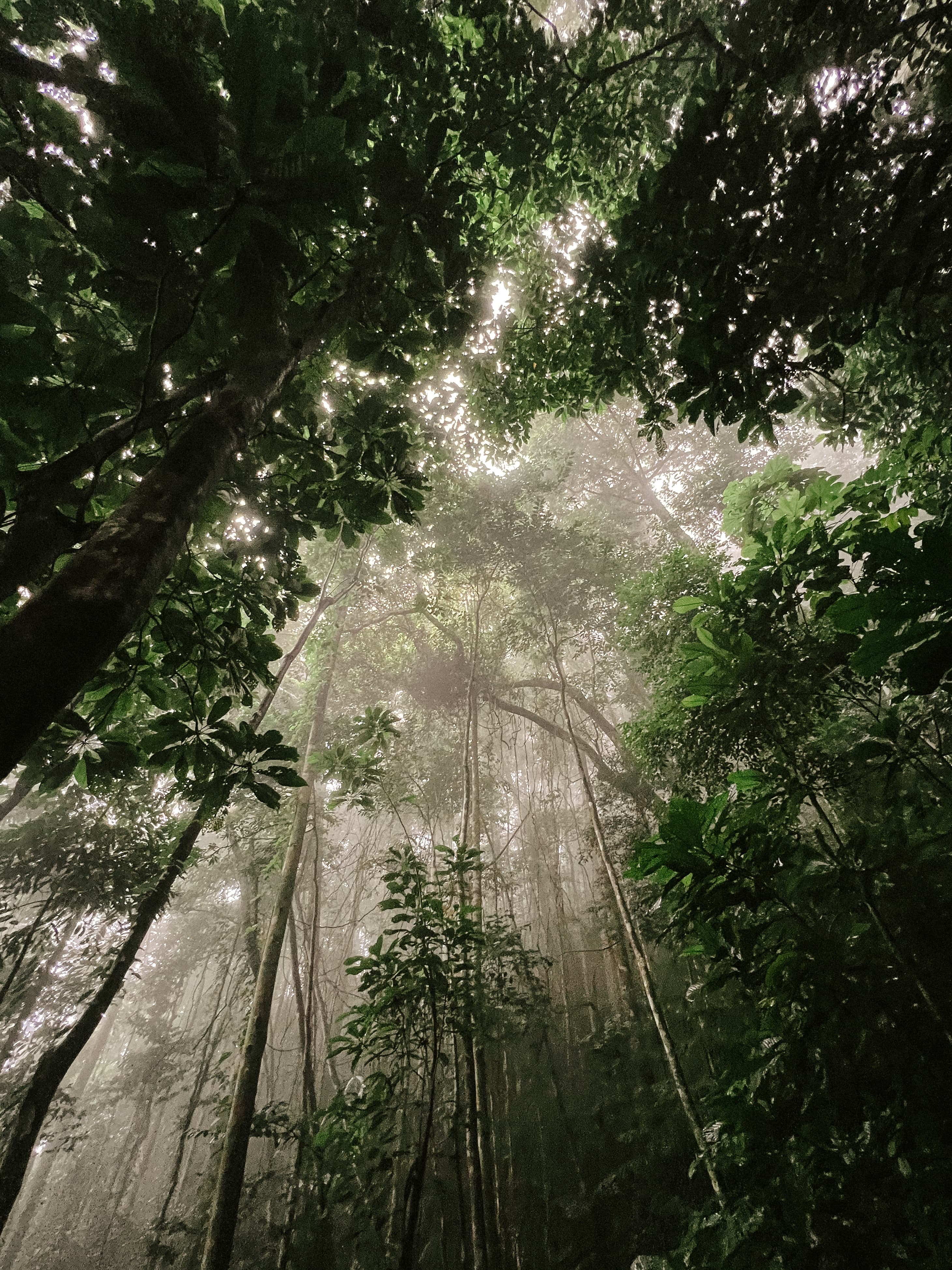 View from below upwards into dense rainforest canopies with diffused light and towering trees